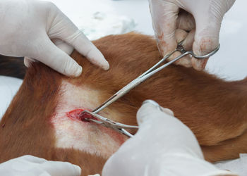 Close-up of hands operating on dog