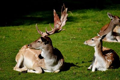 Beauty of wood animal