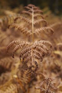 Close-up of dried plant on land