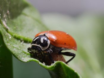 Close-up of ladybug on leaf