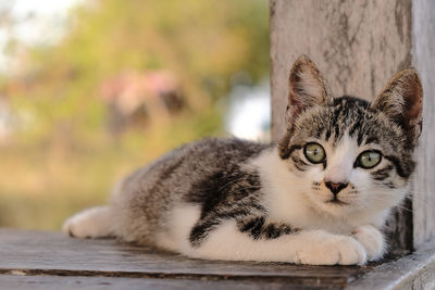 Close-up portrait of a cat