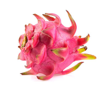 Close-up of pink rose flower over white background