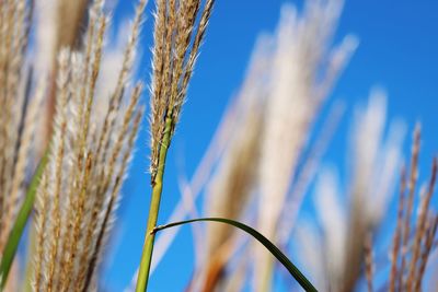 Close-up of wheat growing on field against blue sky