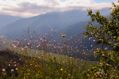 Flowers on the chike-taman mountain pass.  altai republic, ongudai village.