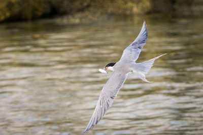 Close-up of swan flying over lake
