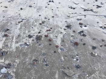 High angle view of rocks at beach