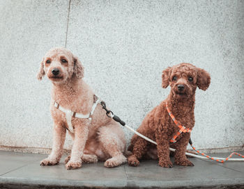 Portrait of a dog