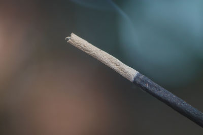 Close-up of incense burning