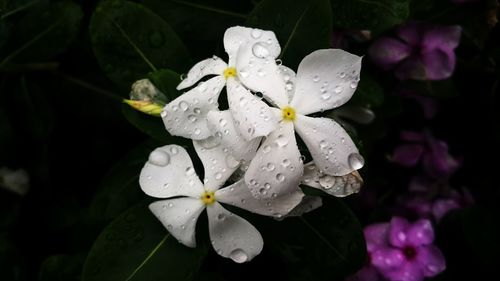 Close-up of wet white flowers blooming outdoors