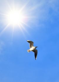 Low angle view of seagull flying in sky
