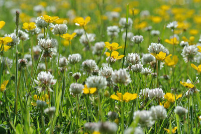 Close-up of fresh yellow flowers in field