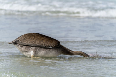 View of bird on beach