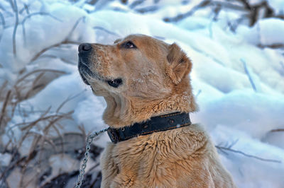 Dog looking away in snow