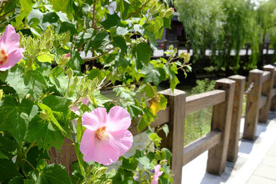 Close-up of pink flower growing on plant