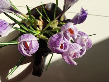 Close-up of purple flowers blooming in garden