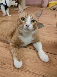 Portrait of cat relaxing on hardwood floor