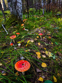 Close-up of fly agaric mushroom in forest