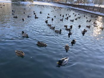 High angle view of mallard ducks floating on lake