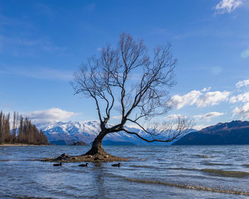 Bare tree by sea against sky