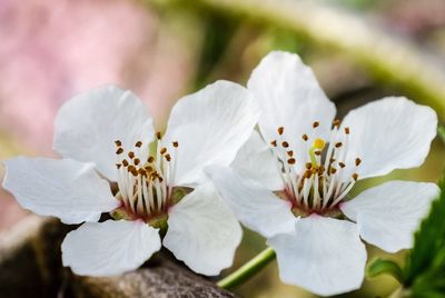 Close-up of white flowers