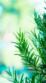 Close-up of pine tree