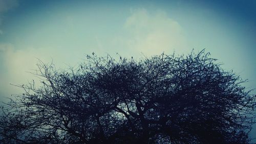 Close-up of birds on tree against sky