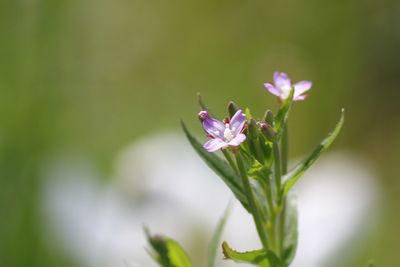 Close-up of pink flowering plant