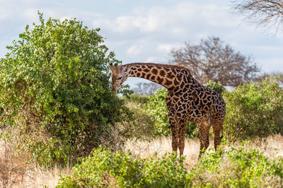 Giraffe against trees and sky