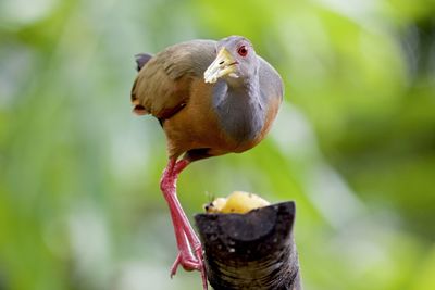 Close-up of bird perching on a tree