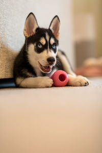 Portrait of dog with toy at home