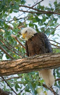 Bald eagle just before takeoff