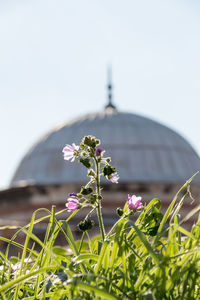 Purple flowering plant against clear sky