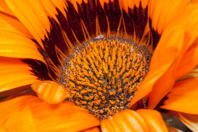 Close-up of orange flower
