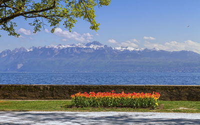 View on geneva leman lake and alps mountains during tulip festival in spring, morges, switzerland