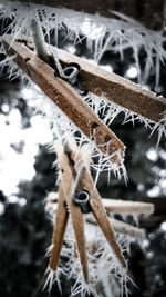 Close-up of frozen tree during winter