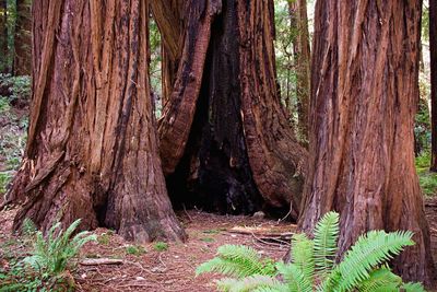 Tree trunk in forest