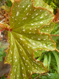 Close-up of water drops on leaves