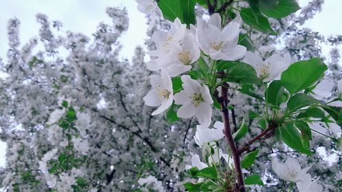 Low angle view of apple blossoms in spring