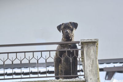 Portrait of a dog on railing against sky