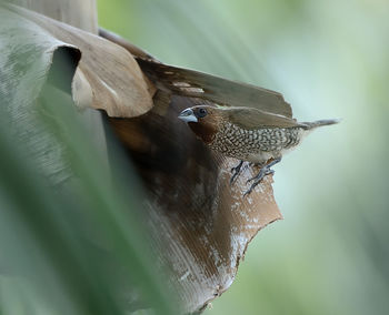 Close-up side view of a bird