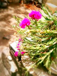 Close-up of pink flowering plant