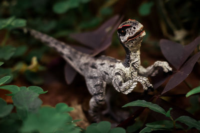 Close-up of a lizard on leaves