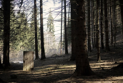 Playing with an old door in the forest