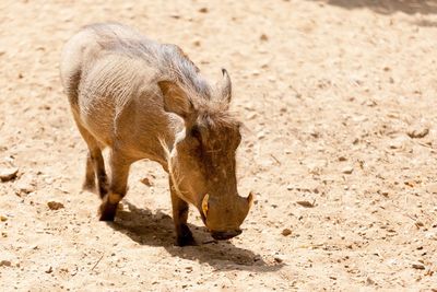 Warthog standing in a field