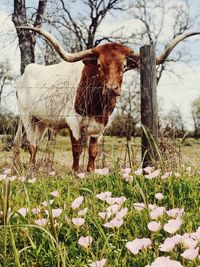 View of an animal on field