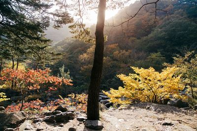 Trees and plants growing in forest