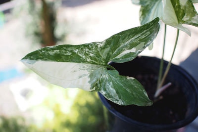 Close-up of fresh green leaves in potted plant