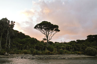 Trees on landscape against sky during sunset