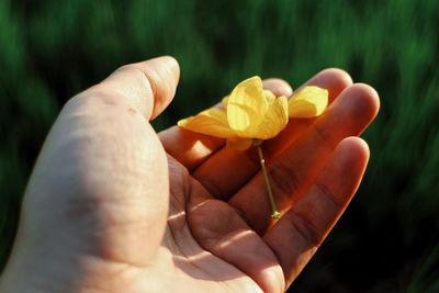 Close-up of hand holding yellow flowers