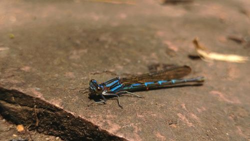 Close-up of insect